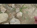 Брахиоподы в самарской области окаменелости Самары