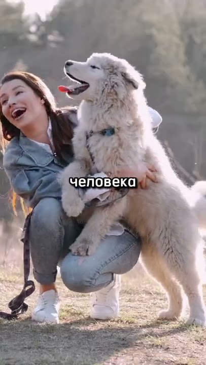 Маки порода собак