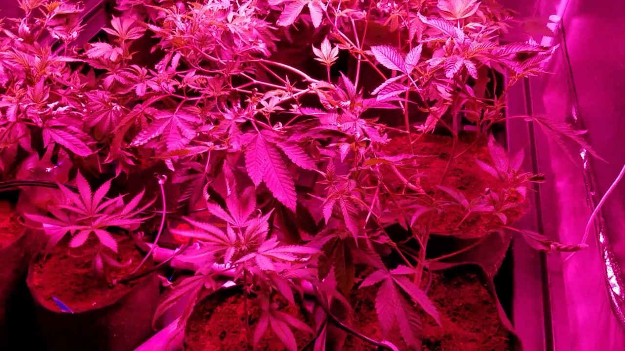 Ozone Treatment and Living Plants