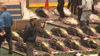 大間マグロに1億9千万円 豊洲で令和の初競り