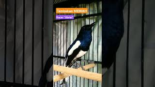 Download Lagu Tembakan MEWAH kacer \ MP3