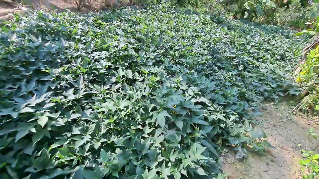 Chuối tá quạ, một trái hai người ăn no