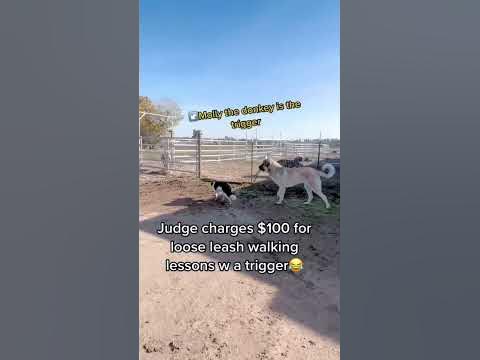 Livestock guardian dog and expert loose leash walker of Border Collies