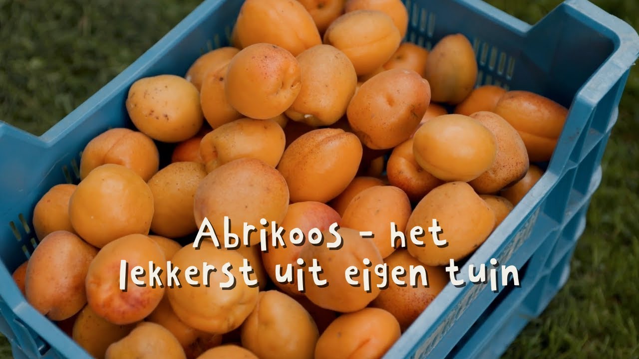 Abrikozen oogsten | zo plukken wij deze zomerse vruchten 🍑