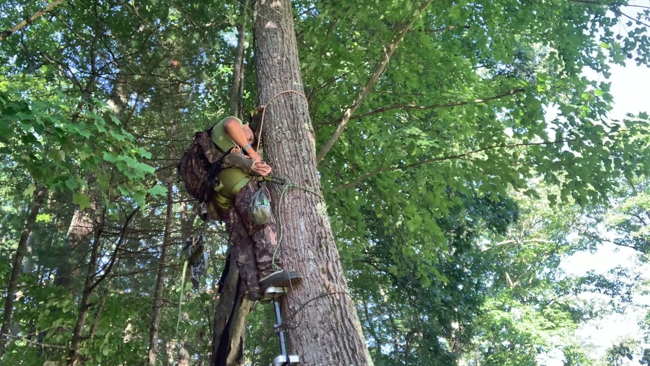 One Stick Treesaddle Hunting! Third time climbing