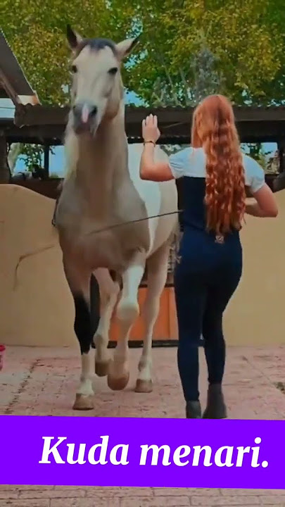dancing horse, kuda menari #hewan #horse #dancing #menari #kuda #foryou #kekompakan