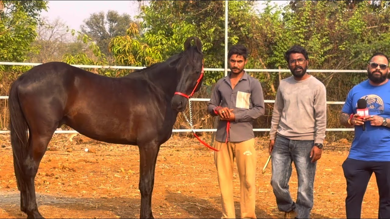 Rohan’s Milk Teeth Marwari Colt Arshu at Choudhary Horse Farm Padgha