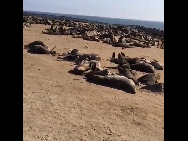 Namibia Coast - Seal