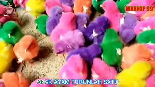 Tek Kotek Kotek Kotek Anak Ayam Beserta Lirik Karaoke -  Lagu Anak Indonesia