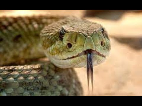 Vidéo: Les serpents ont-ils une colonne vertébrale ?