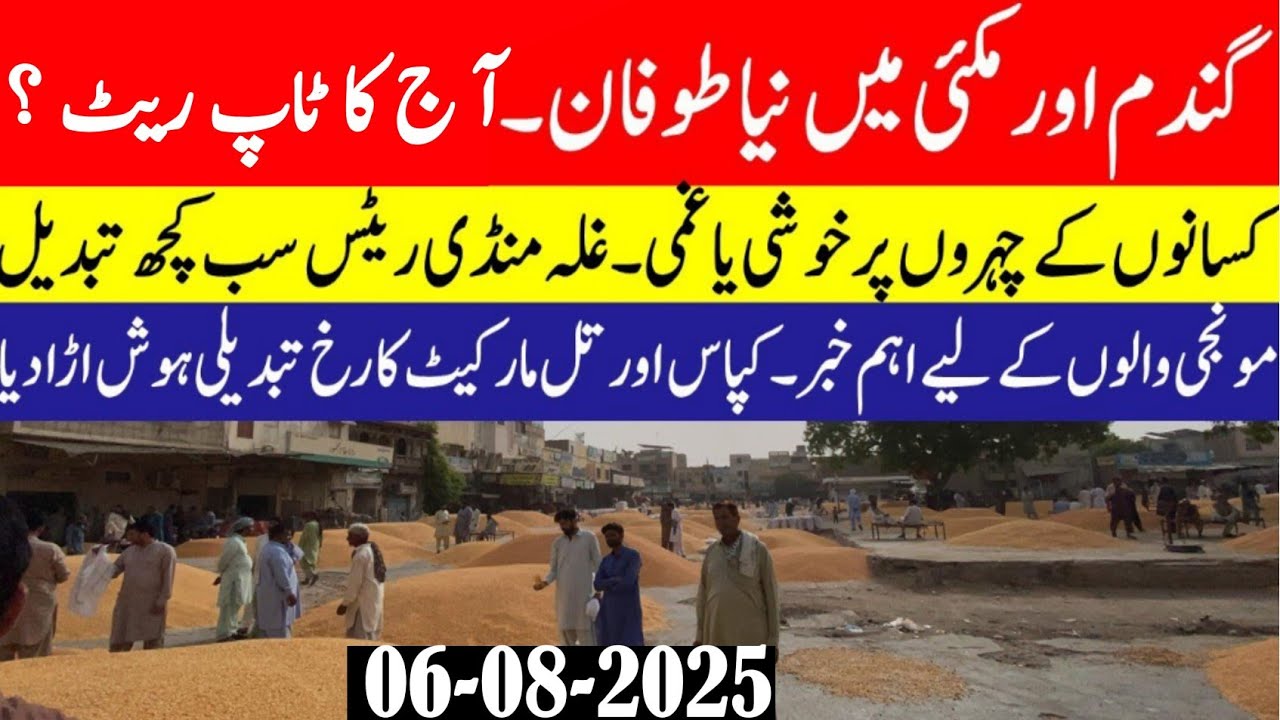 wheat price today 2025/wheat rates Punjab and Sindh /all Pakistan gala ...