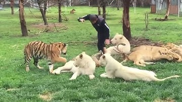 Tiger Saves Man from Leopard attack