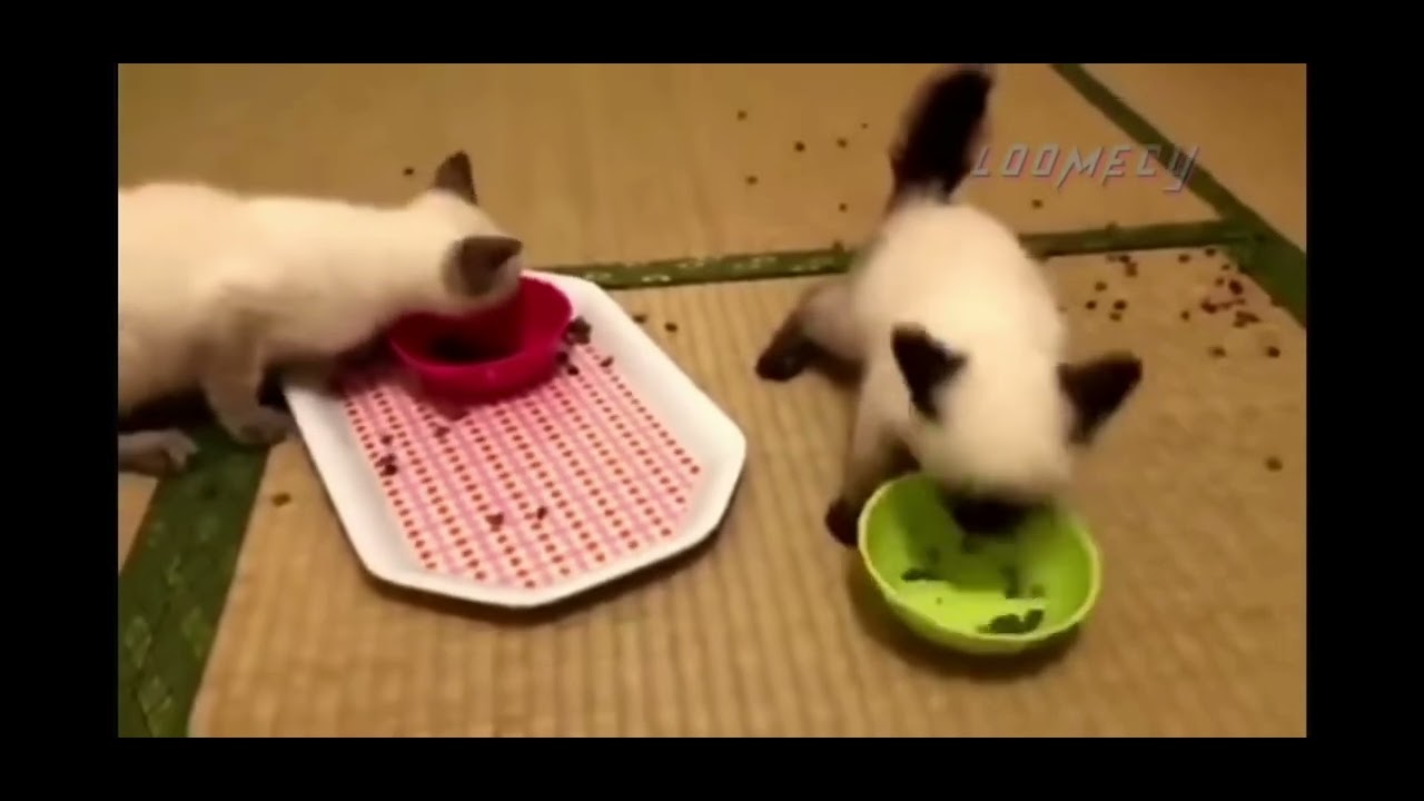 cat feeding frenzy kicking bowls over headbutting little demons YouTube
