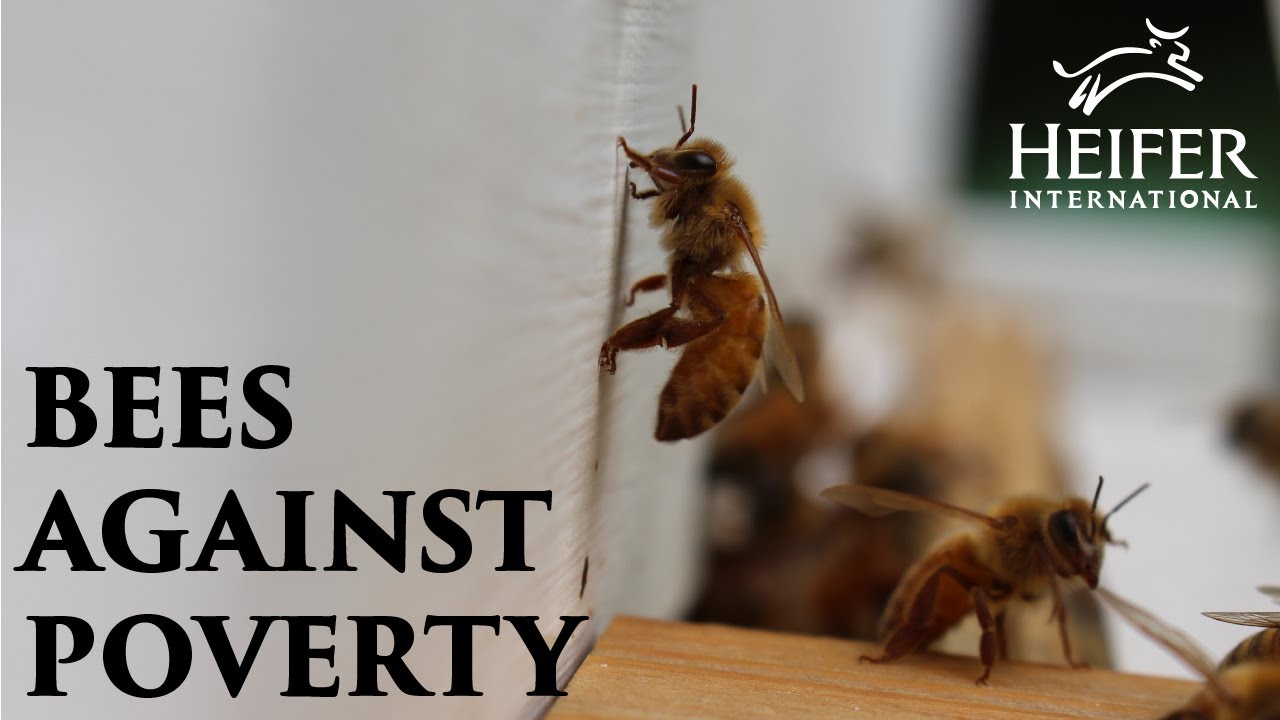 Honeybees Against Poverty - YouTube