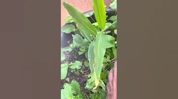 ПОСАДИЛ  ИМБИРЬ ИЗ МАГАЗИНА  И ВЫРОС !   🌱