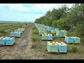 LIVE: В Копчаке заработала пасека на 1000 пчелосемей