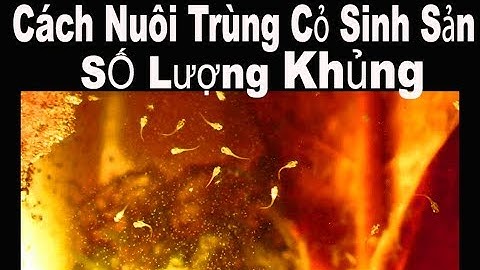 Vlog 65: Cách Nuôi Trùng Cỏ Sinh Sản Số Lượng KHỦNG ( Thức Ăn cho cá con Betta Bột )