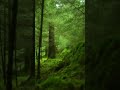 Meditation Music With Nature Sounds Forest Music Sleep Music Birds Singing Sound Shorts Viral mp3