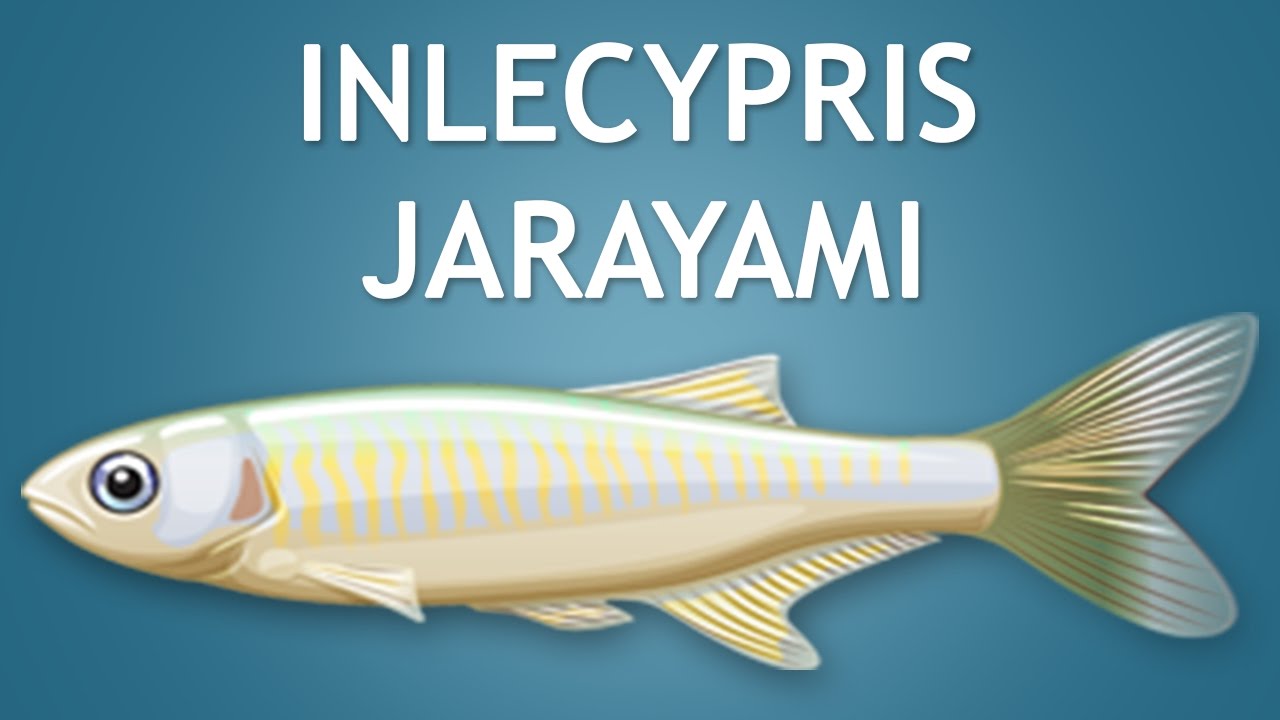 Elltharis - INLECYPRIS JARAYAMI (5★)