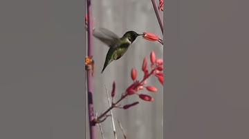 Ruby Red Hummingbird Texas Spring Migration 2025 #birding #hummingbird