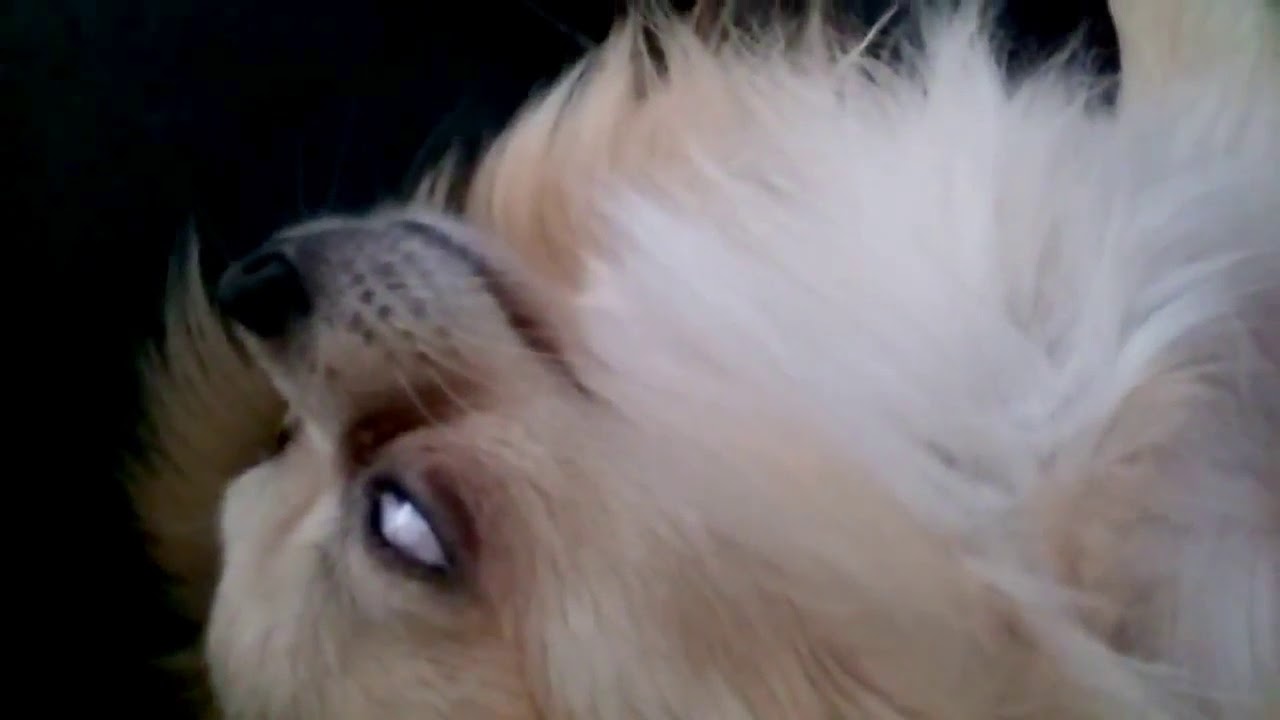 Chihuahua Rolls His Eyes Back YouTube