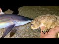 Why I Used Big Ounce as Shark Bait (Apology Video)