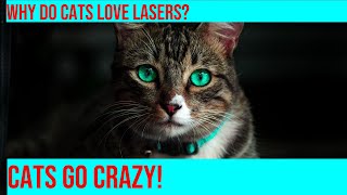 Crazy Cat Rodeo: Watch Cats Chase a Laser Pointer! by Purrfect Paws 161 views 2 months ago 3 minutes, 19 seconds