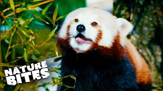 Adorable Red Pandas Have Fun in the Snow | Fota: Into the Wild | Nature Bites by Nature Bites 3,622 views 3 months ago 5 minutes, 4 seconds