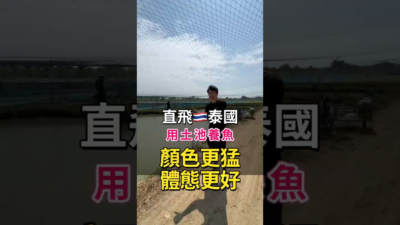 你有看過養在泥土裡的金魚嗎?#三色瑪莉 #中國風金魚 #頂級金魚專賣店 #泰國金魚專賣 縮圖