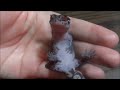 爬虫類達のセクシーポーズ Supine Reptiles