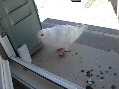 Roger Le Pigeon Blanc 