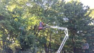 Tree Trimming using an articulated boom lift