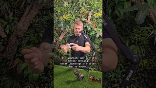 Die schönste Ameise ist nicht automatisch die beste fürs Zuhause! 🐜✨ #ameisen #ants #haustiere