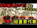 夏野菜買ったらコレするだけで苗が劇的に良くなります!畑へ定植するベストタイミングは?育苗、鉢上げ、温度、水やり、液肥、脇芽、花、蕾をつけさせる秘訣