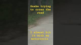 snake crossing the road.  I almost hit it with my motorcycle