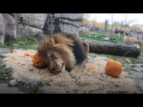 カボチャパーティーするライオン  