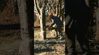 Watch the raw power in action 🌳 #ChainsawMagic #TreeFelling #ChainsawCraft #TreeCutting #Chainsaw