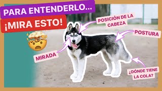 4+1 GESTOS a tener en cuenta para ENTENDER MEJOR a tu PERRO ✅ ► LENGUAJE CANINO