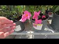 Rocktrumpet AKA Mandevilla Perfect for South Florida