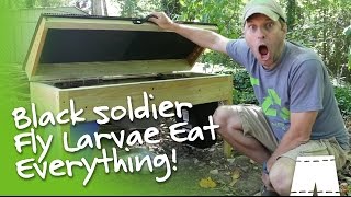 How To Operate A DIY Black Soldier Fly Larvae Composter