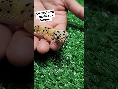 Vídeo: Uma lagartixa é um animal de estimação?