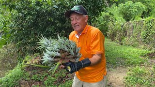Pineapples are easily multiplied in a Thai garden, Ep.30