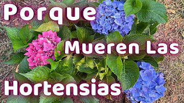 ¿Es buena el agua de limón para las hortensias?