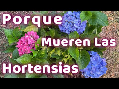 Video: Aprenda sobre la protección de invierno para hortensias