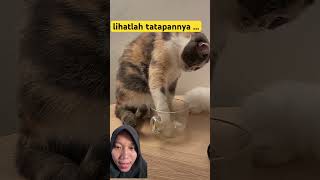 Tayapan Kucing