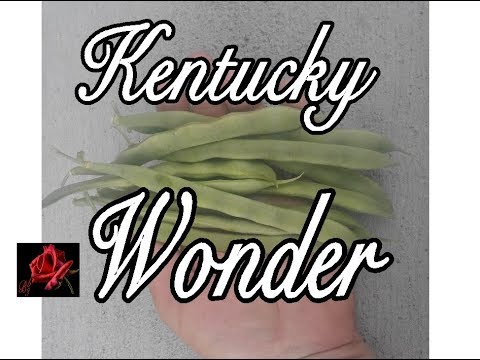 Video: Sind Kentucky Wonder Stangenbohnen fadenlos?