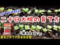 はつか大根（ラディッシュ）の育て方『育たないという悩み解決』家庭菜園でプランター栽培