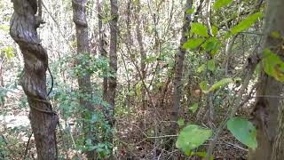 Walking Sticks. Wealth