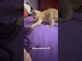 Playful Phoenix♥️ #lovepets #lovecats