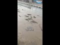 राजस्थान में भारी बारिश से सड़कों पर तैरती मछलियां! 🌧️ | मौसम और खबरें